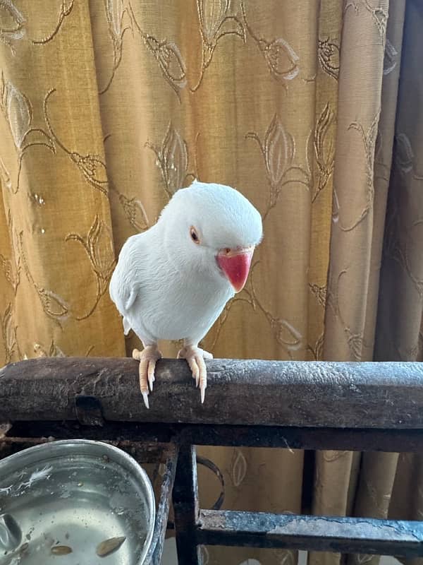 white talking and friendly male 2