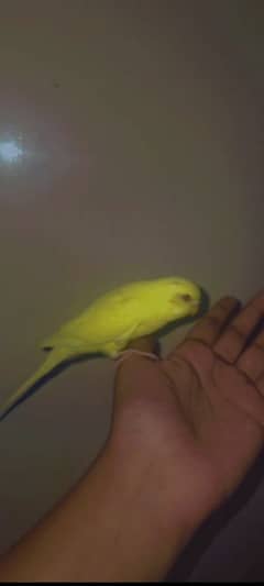 3 month old budgie parrot full handtamed friendly play full in red eye