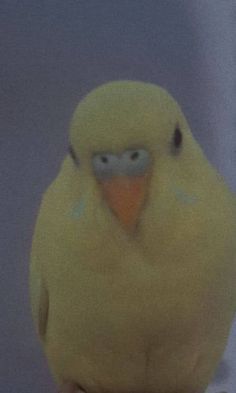 3 month old budgie parrot full handtamed friendly play full in red eye 1