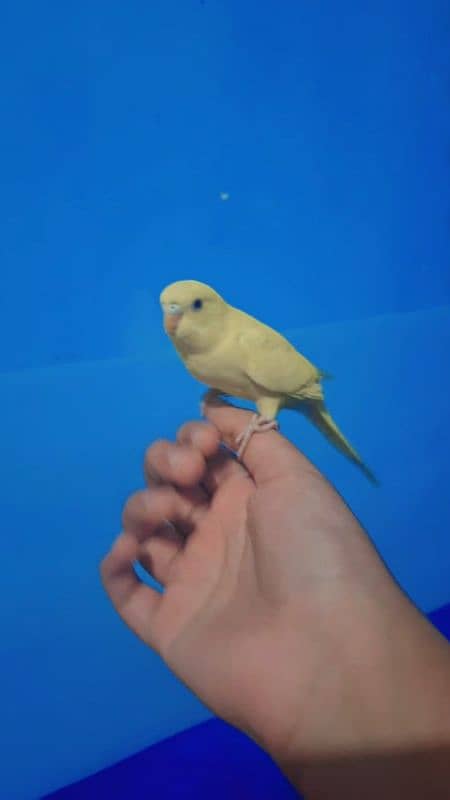 3 month old budgie parrot full handtamed friendly play full in red eye 2