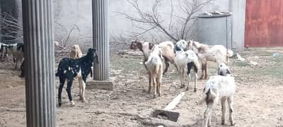 Dasi Goats Bakra