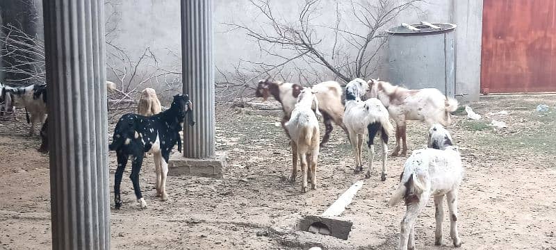 Dasi Goats Bakra 0