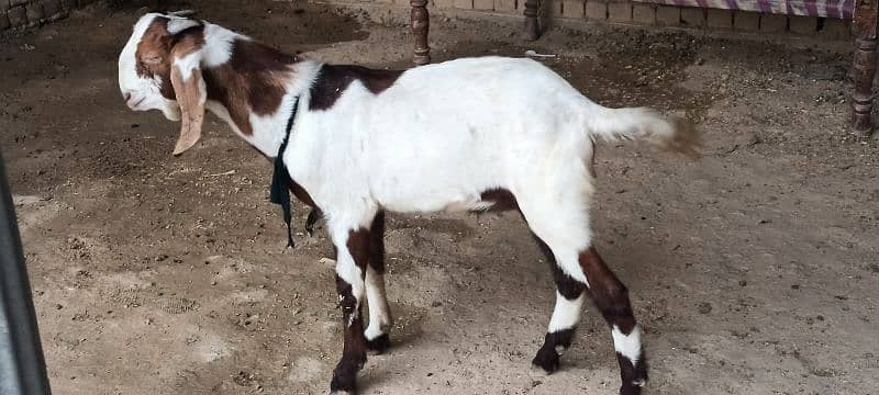 Dasi Goats Bakra 1