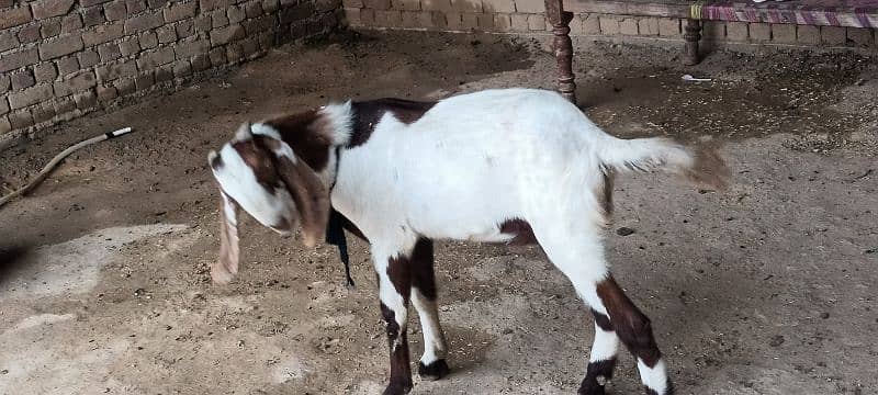 Dasi Goats Bakra 2