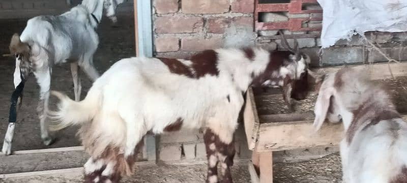 Dasi Goats Bakra 3