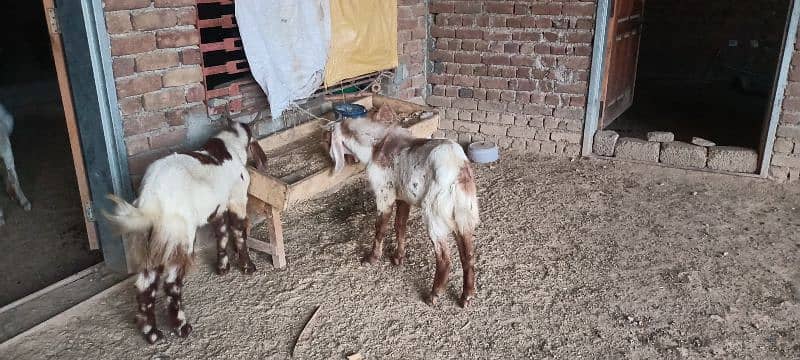 Dasi Goats Bakra 4