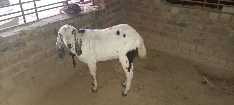 Dasi Goats Bakra 5