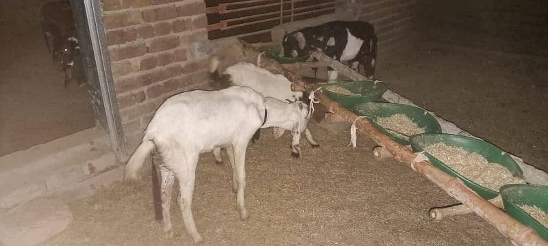 Dasi Goats Bakra 6