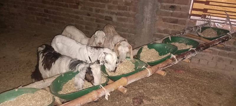 Dasi Goats Bakra 7