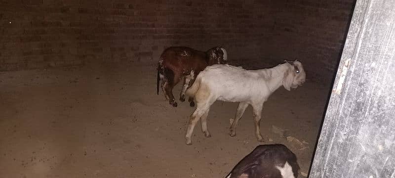 Dasi Goats Bakra 9