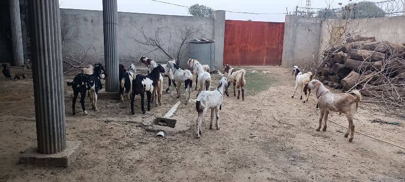 Dasi Goats Bakra 12