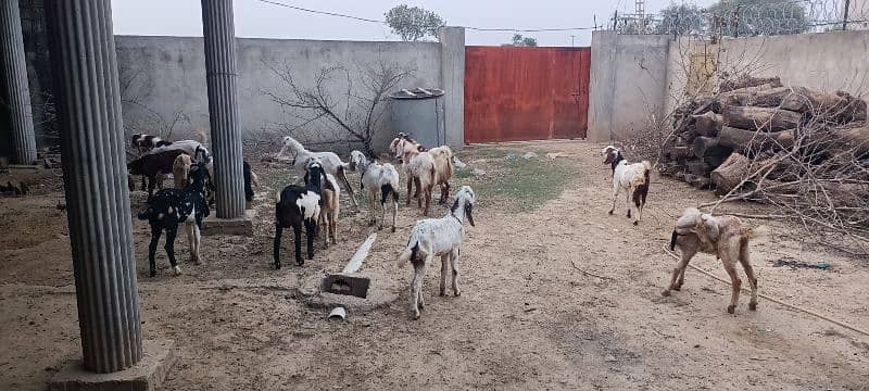 Dasi Goats Bakra 14