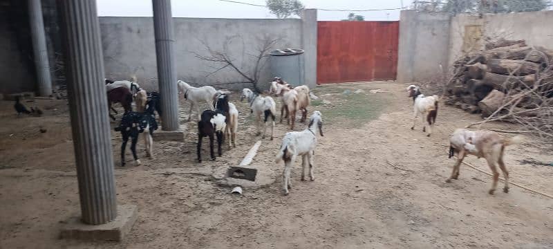 Dasi Goats Bakra 15