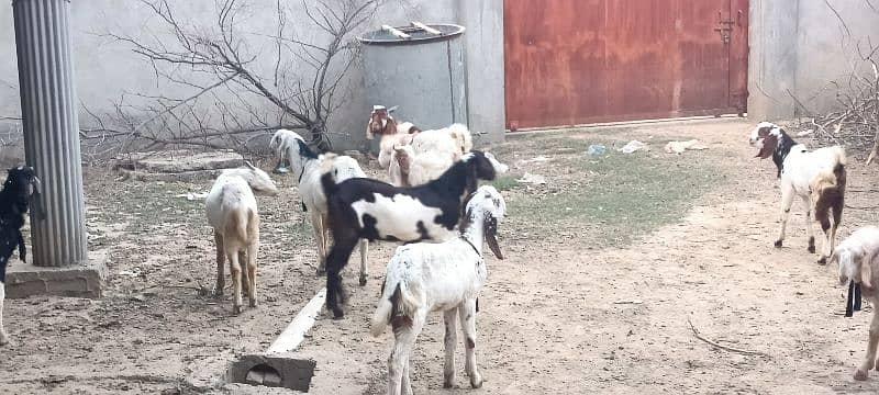 Dasi Goats Bakra 16