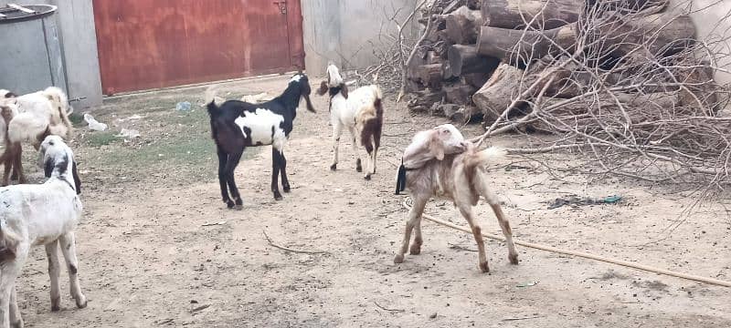 Dasi Goats Bakra 17