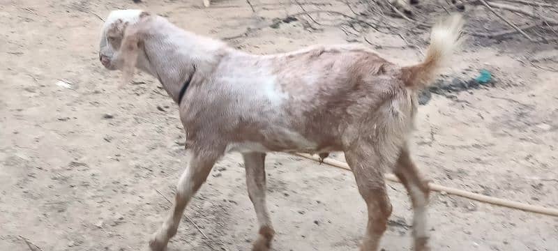 Dasi Goats Bakra 18