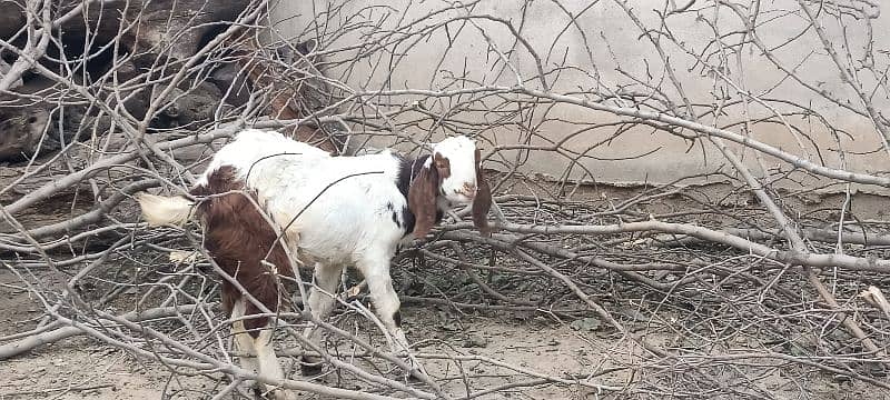 Dasi Goats Bakra 19