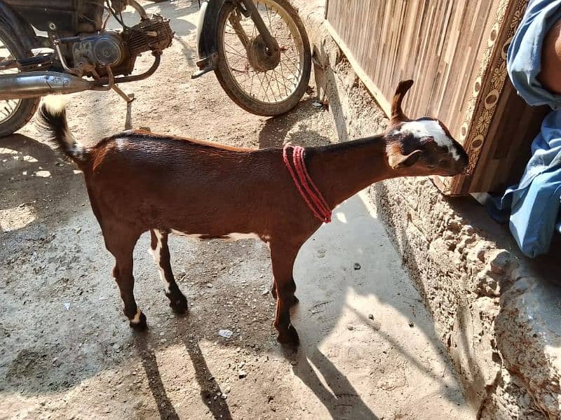 bakra 2