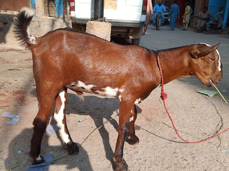 bakra 3