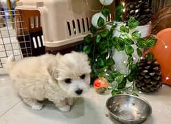 only 1 month old heathy Maltese pair dog puppy male female