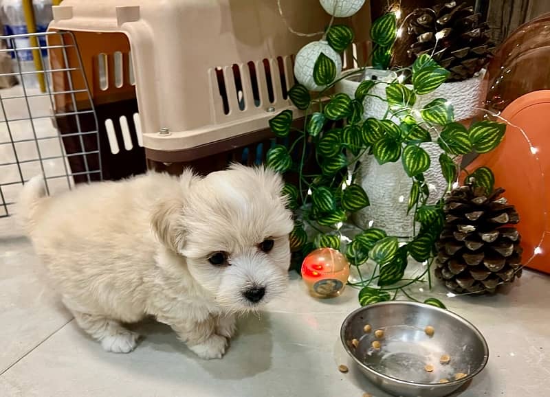 only 1 month old heathy Maltese pair dog puppy male female 0