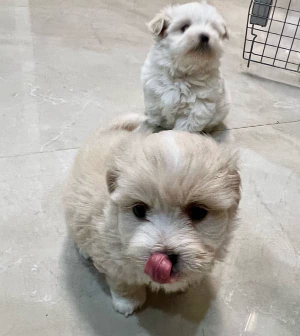 only 1 month old heathy Maltese pair dog puppy male female 2