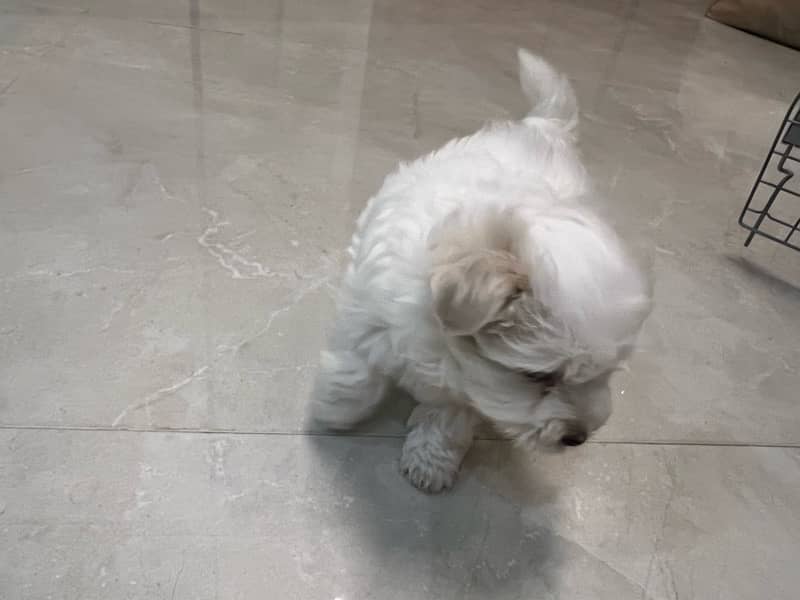 only 1 month old heathy Maltese pair dog puppy male female 3