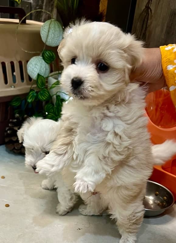 only 1 month old heathy Maltese pair dog puppy male female 4