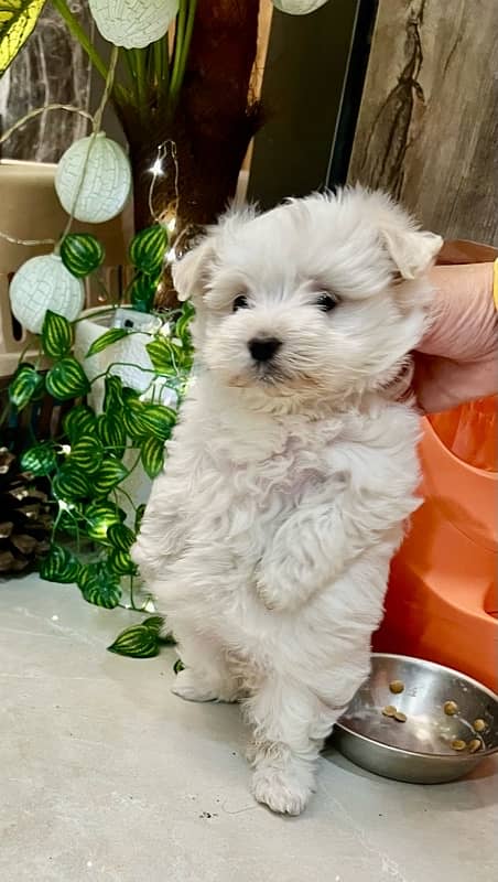 only 1 month old heathy Maltese pair dog puppy male female 5