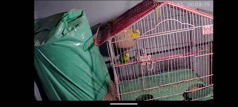 budgries adult parrot with cage 2