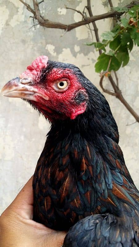 breedr hens for sale . . 03244744441 0