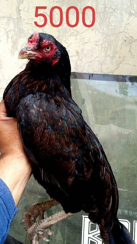 breedr hens for sale . . 03244744441 1