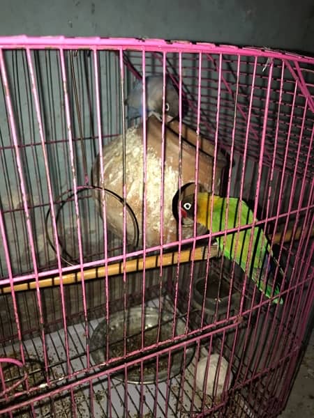 beautiful love birds with cage. only serious buyers contact me. 1