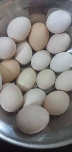 desi eggs