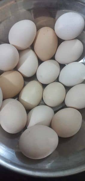 desi eggs 0