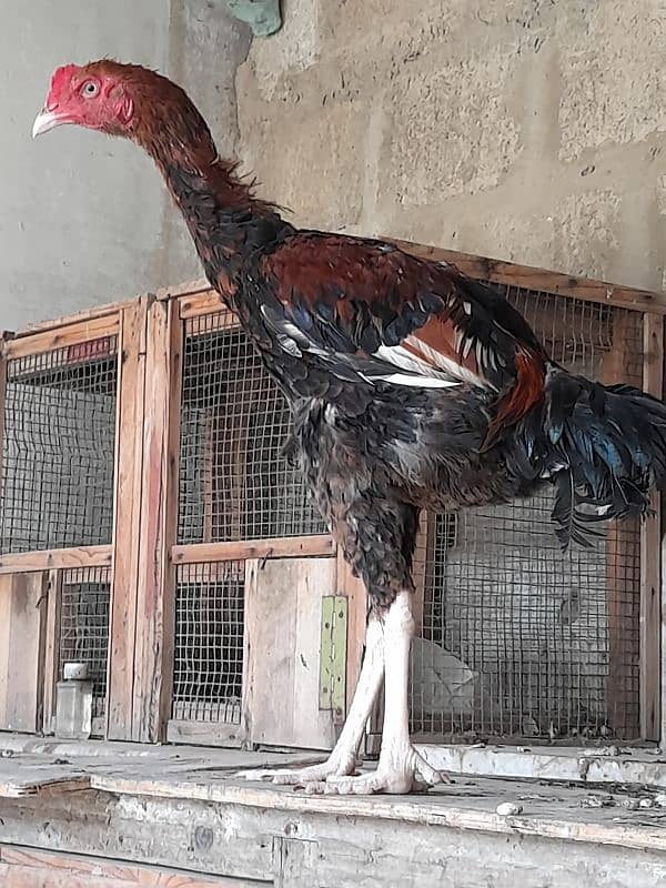 Long hight aseel for sale 17