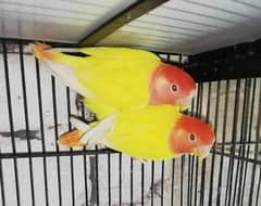 love birds for sale