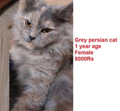 Grey pure persian cat 1 year & Ginger Persian Kitten 50day|03008003560