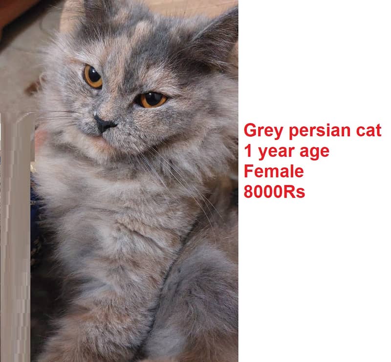 Grey pure persian cat 1 year & Ginger Persian Kitten 50day|03008003560 0