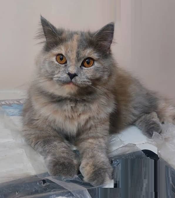 Grey pure persian cat 1 year & Ginger Persian Kitten 50day|03008003560 1