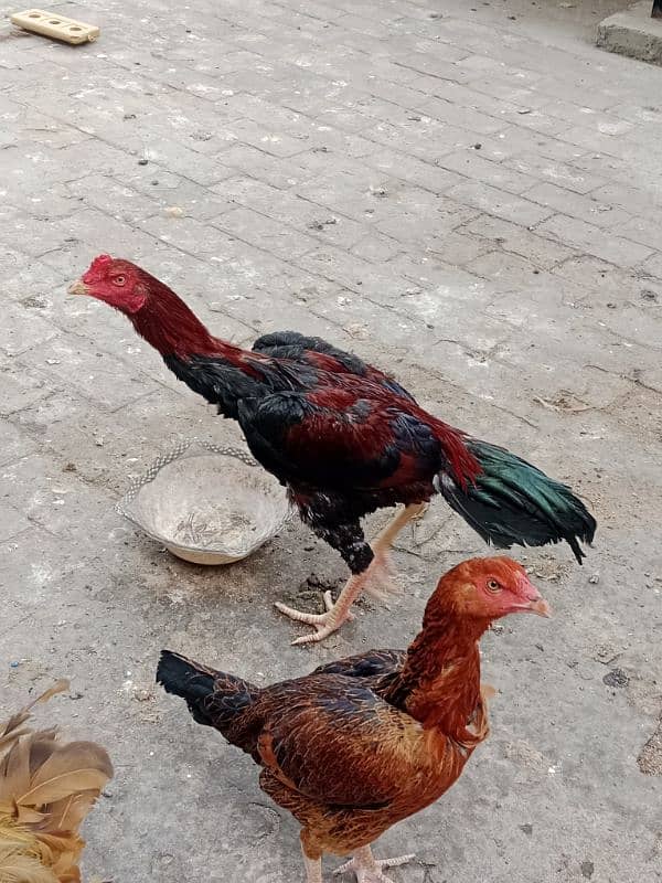 3 Aseel  1 male 2 female pure breed 5