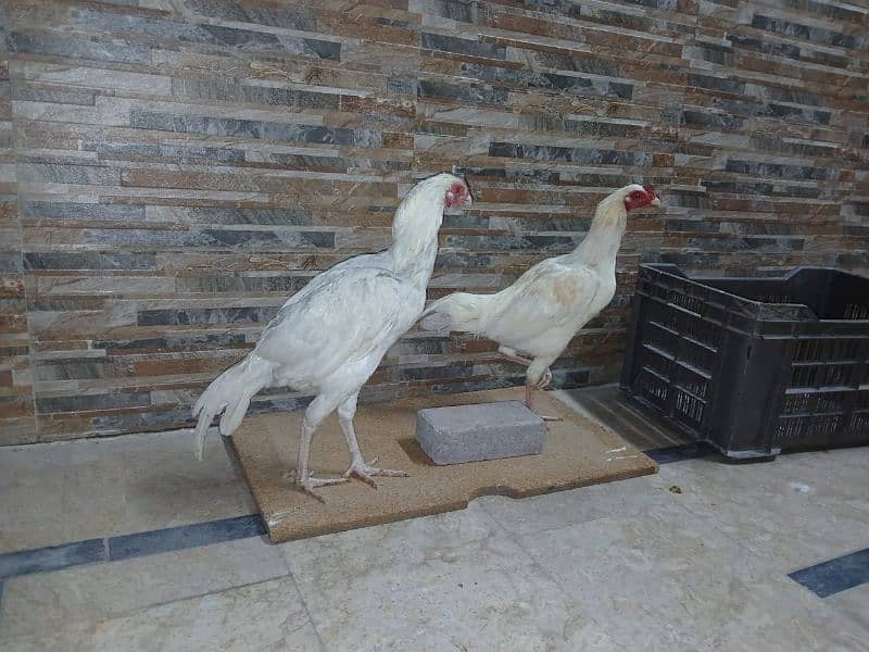 heera aseel pair (urgent sale) 2