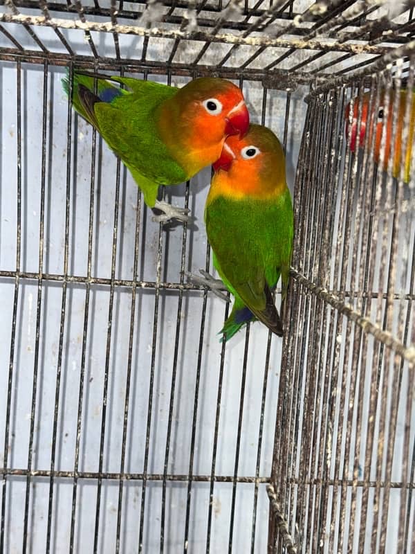 Lovebirds  2 pairs breeder and cocktail breeder pair. 0