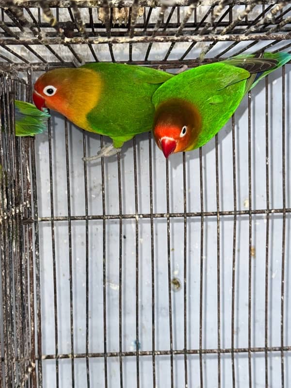 Lovebirds  2 pairs breeder and cocktail breeder pair. 1