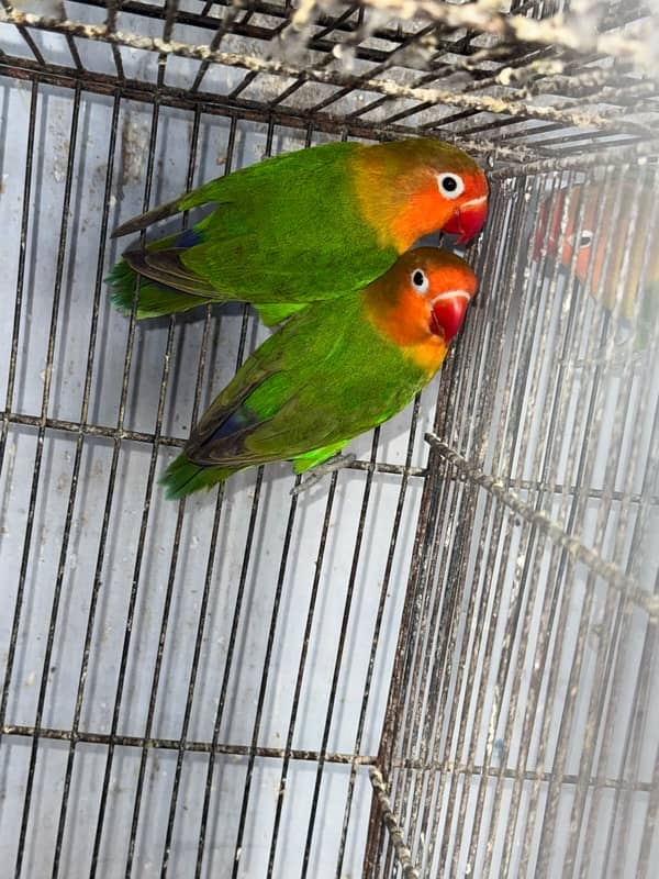 Lovebirds  2 pairs breeder and cocktail breeder pair. 2