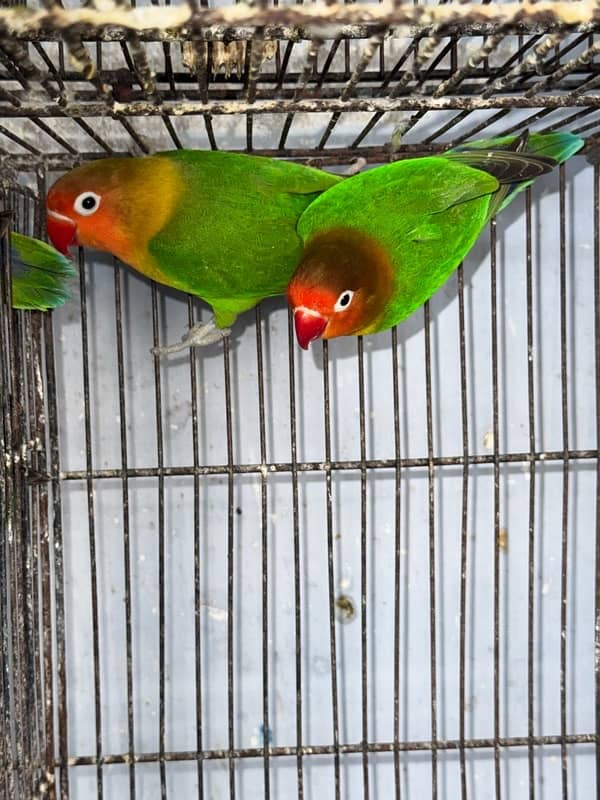 Lovebirds  2 pairs breeder and cocktail breeder pair. 3