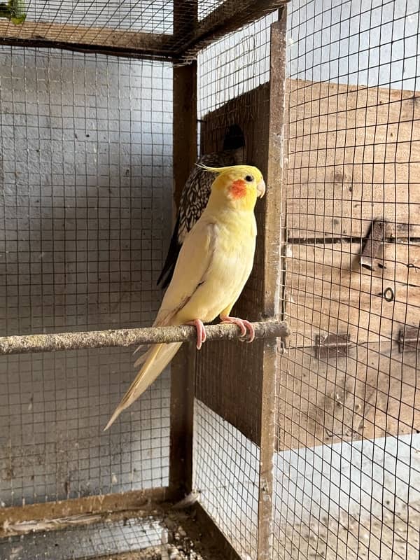 Lovebirds  2 pairs breeder and cocktail breeder pair. 5