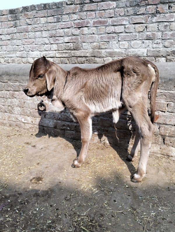 cow for sale 3