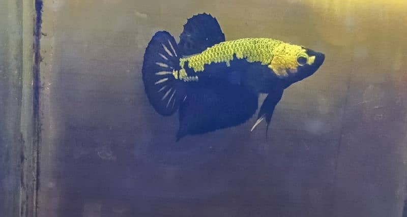 Exotic Betta Fish Available 1