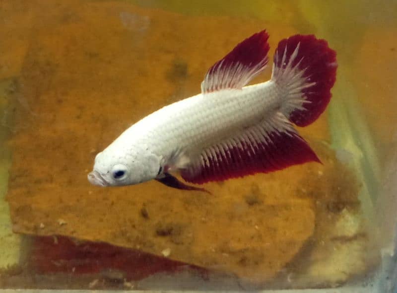 Exotic Betta Fish Available 3